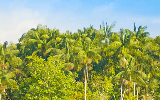 Seguro de viaje a la selva amazónica